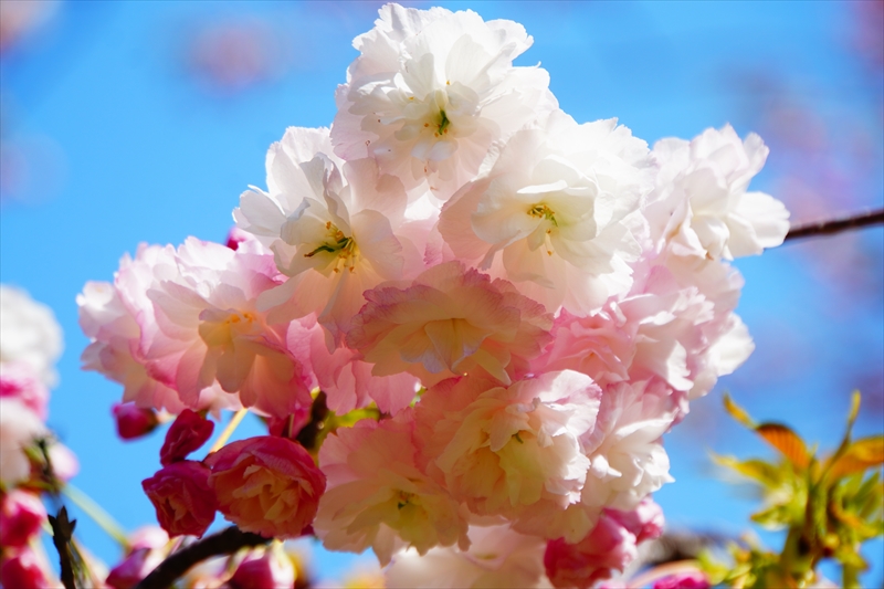 1010_桜公園_新潟