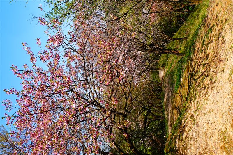 1011_桜公園_新潟
