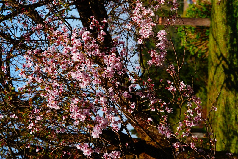 1012_桜公園_新潟