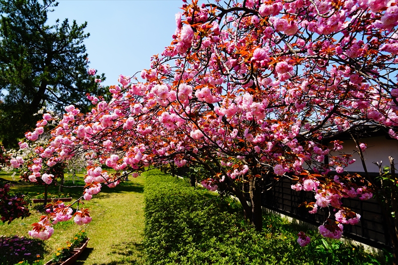 1017_新発田城_新潟