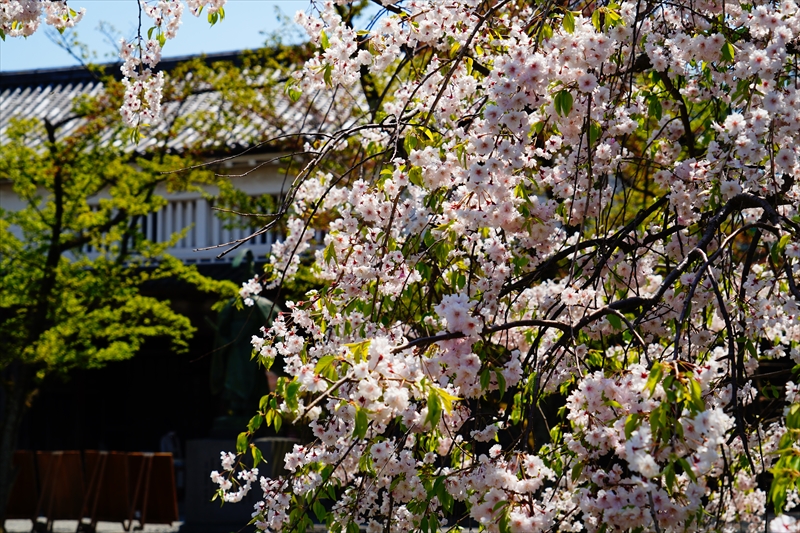 1019_新発田城_新潟