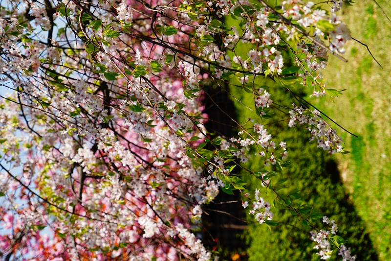 1020_新発田城_新潟