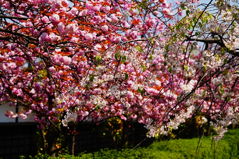 1021_新発田城_新潟