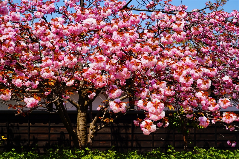 1023_新発田城_新潟