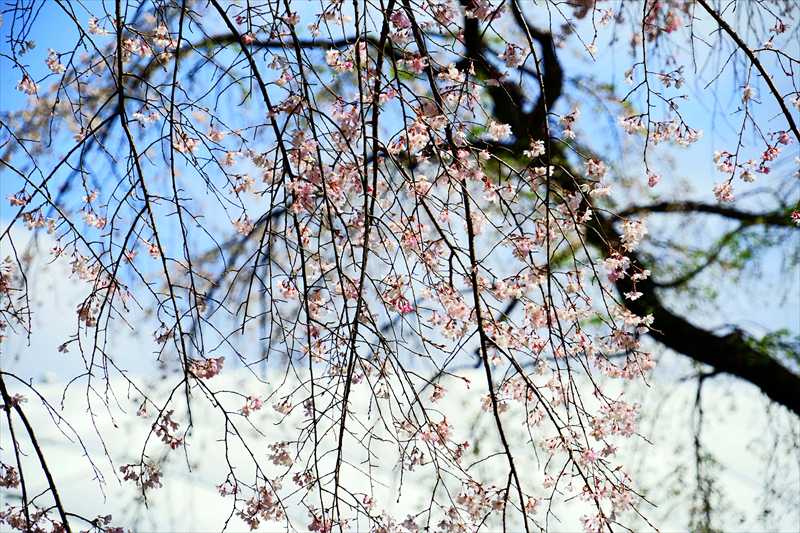 1065_日本のさくら（素材）_日本