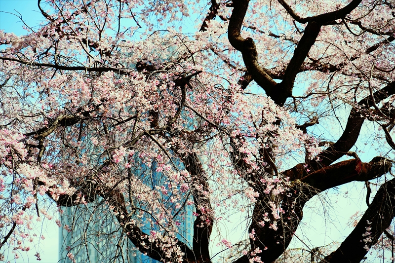 1050_小石川後楽園_東京