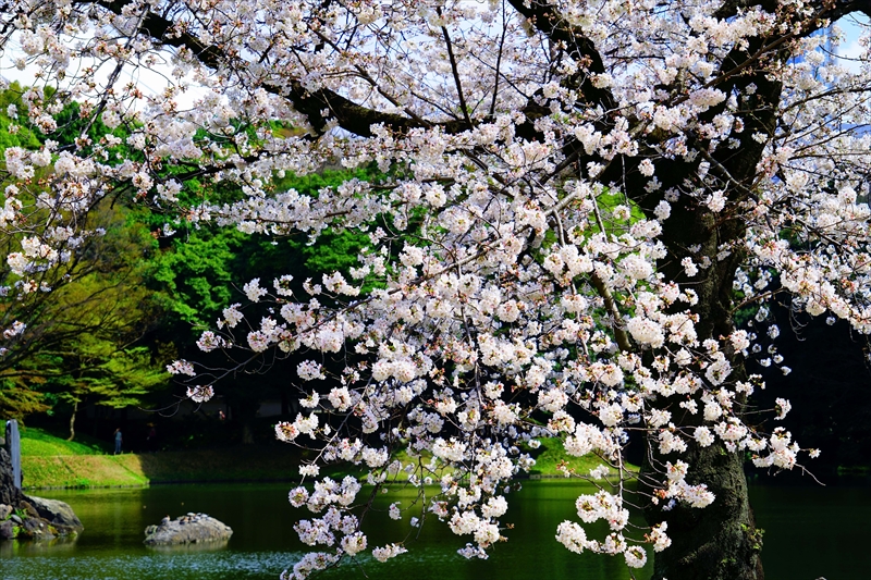 1051_小石川後楽園_東京