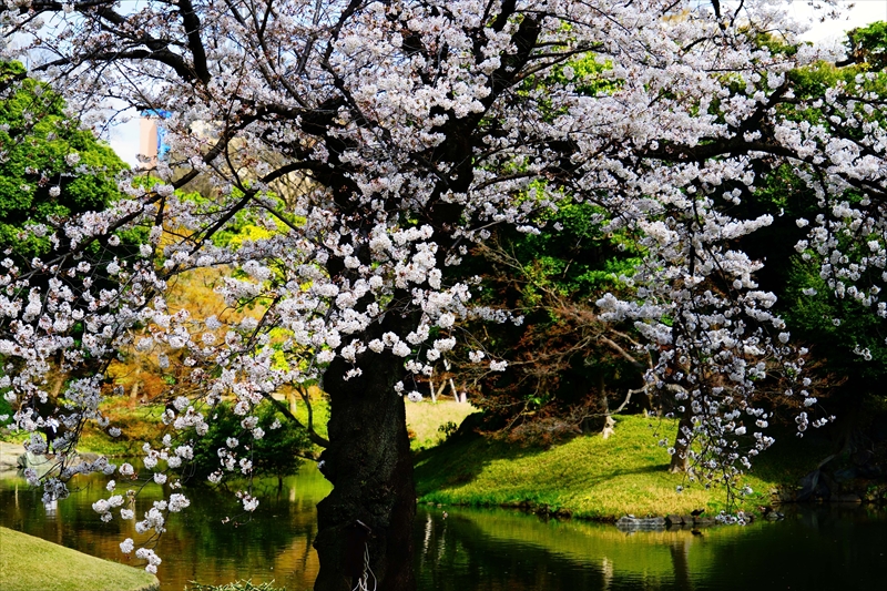 1053_小石川後楽園_東京