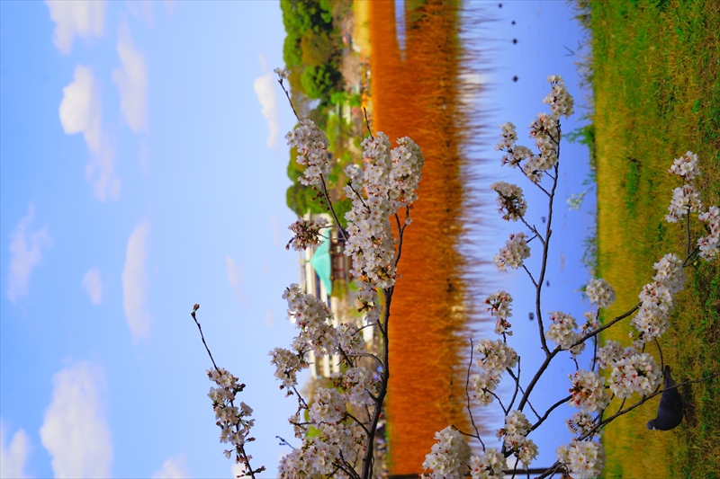 1075_不忍池_東京