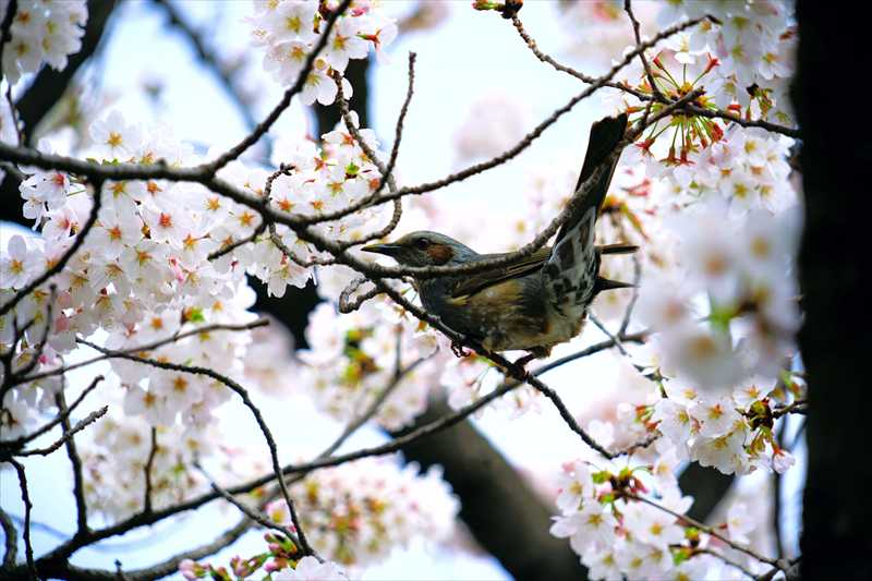 1067_日本のさくら（素材）_日本