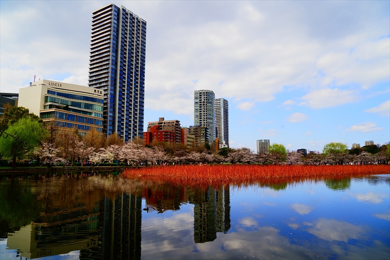 1077_不忍池_東京