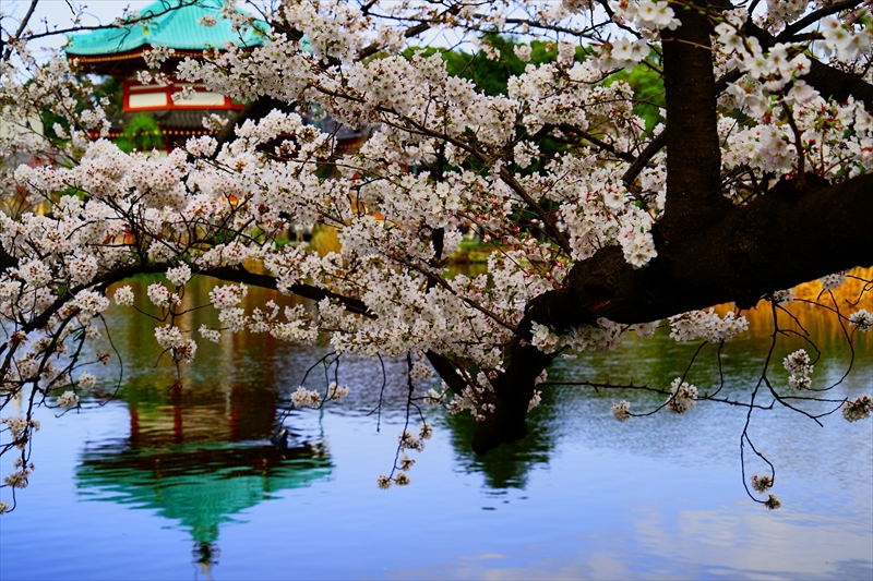 1078_不忍池_東京