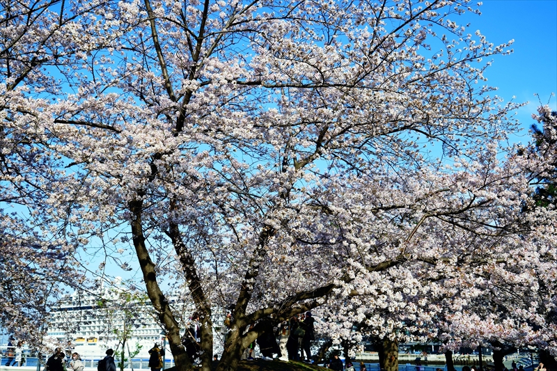 1137_なとみらい_神奈川