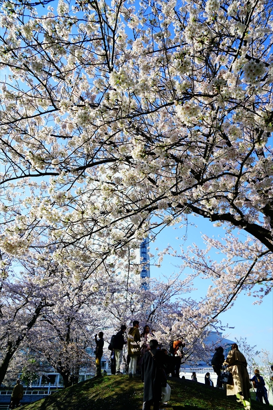 1138_なとみらい_神奈川