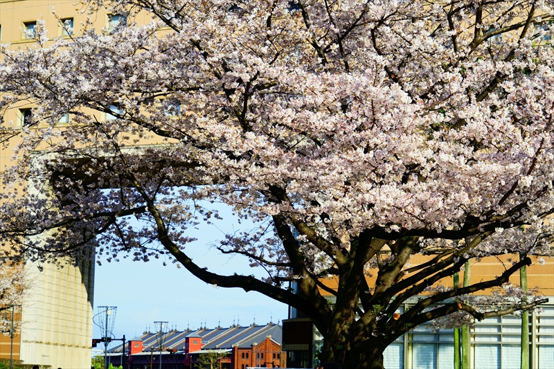 1140_なとみらい_神奈川