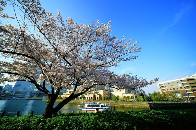 1141_なとみらい_神奈川