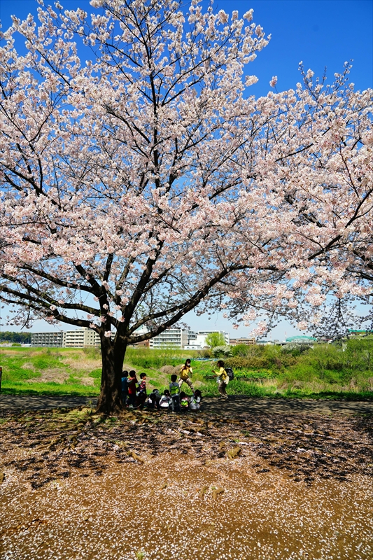 1093_新横浜公園_神奈川