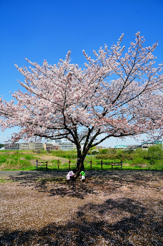 1095_新横浜公園_神奈川