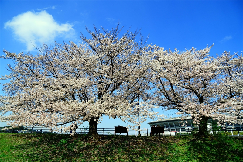 1098_新横浜公園_神奈川