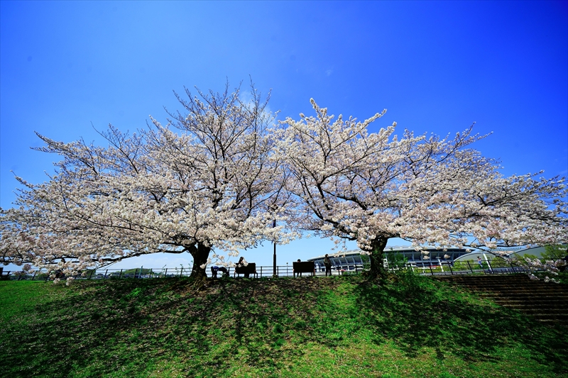 1099_新横浜公園_神奈川