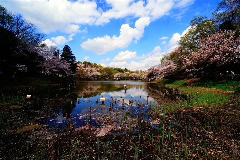 1040_三ッ池公園_神奈川