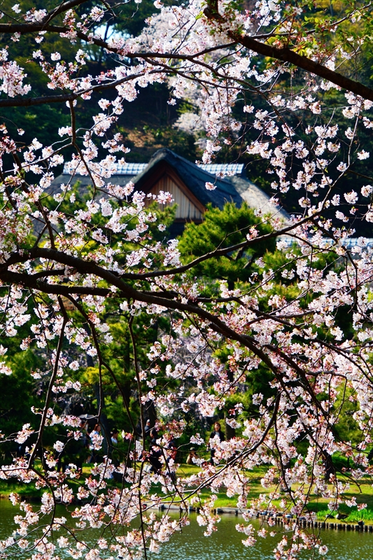 1154_三渓園_神奈川