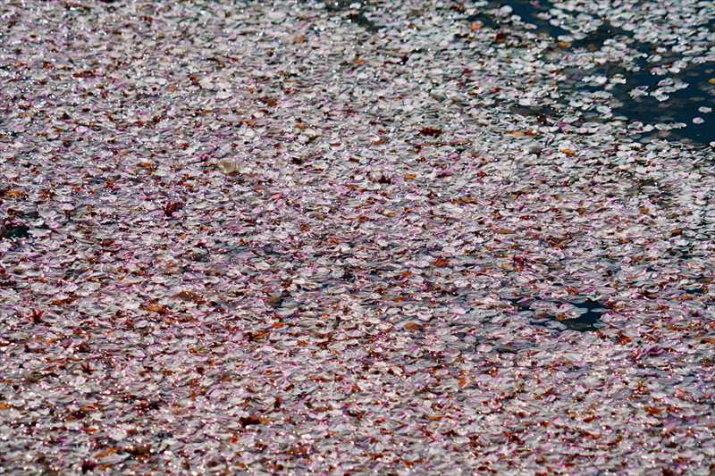 1155_三渓園_神奈川