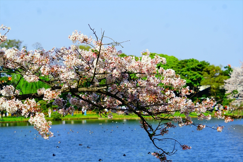 1156_三渓園_神奈川