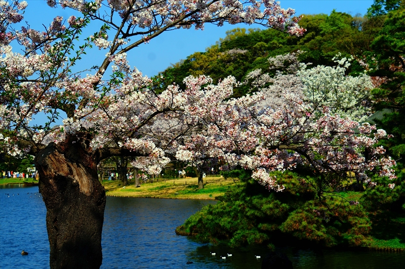 1157_三渓園_神奈川