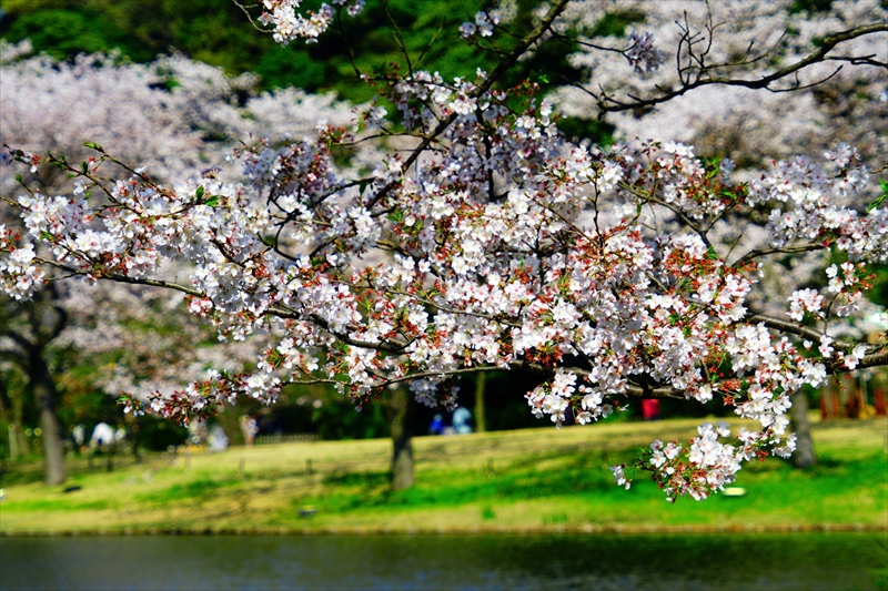 1158_三渓園_神奈川