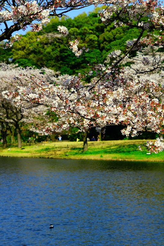1159_三渓園_神奈川