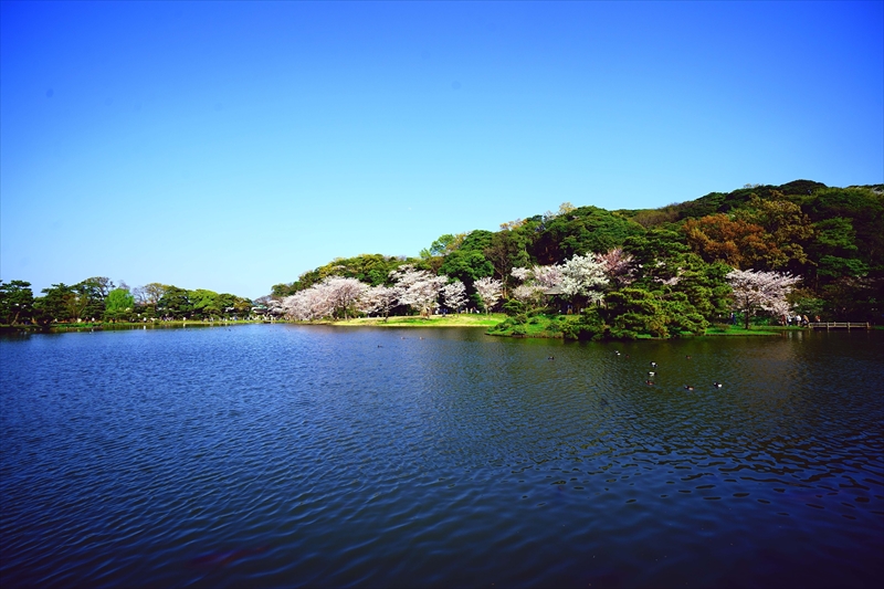 1162_三渓園_神奈川