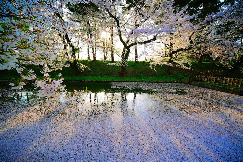 1157_弘前公園_青森