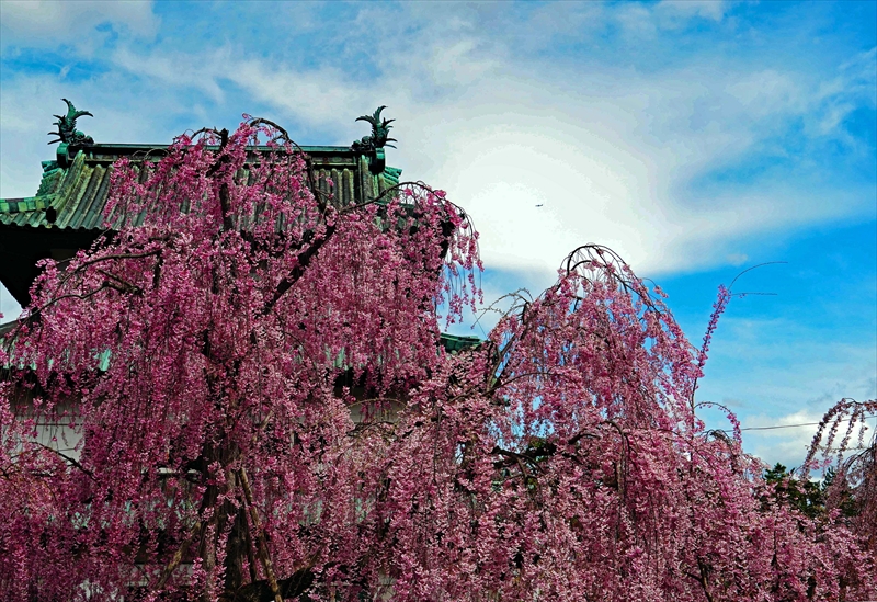 1159_弘前公園_青森