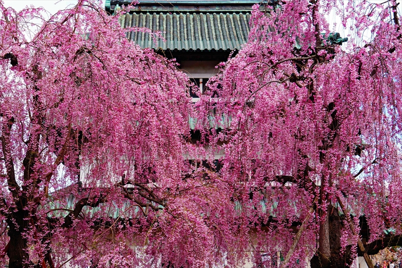 1276_弘前公園_青森