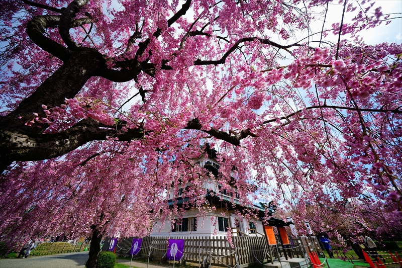 1160_弘前公園_青森