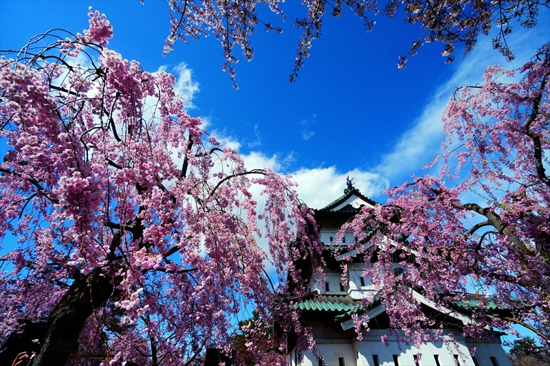 1161_弘前公園_青森