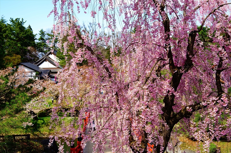 1163_弘前公園_青森