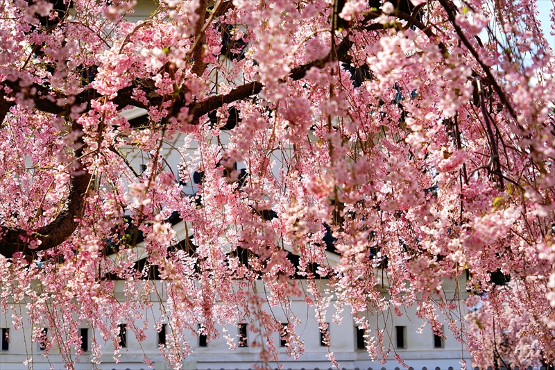 1166_弘前公園_青森