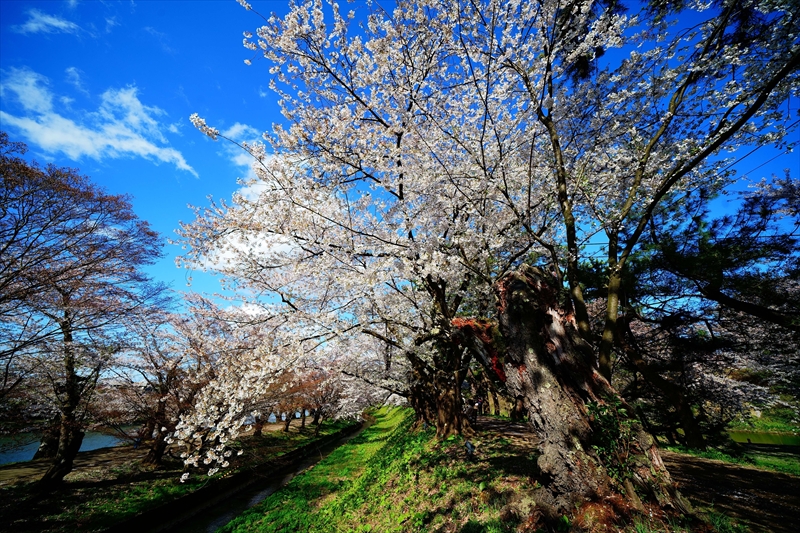 1167_弘前公園_青森