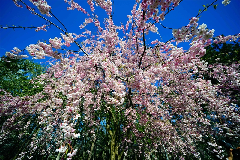 1169_弘前公園_青森