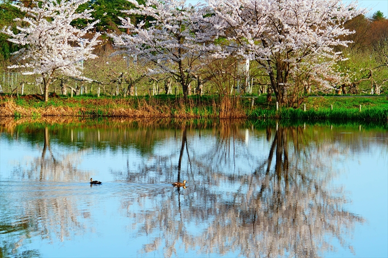 1072_浪岡湿生花園_青森