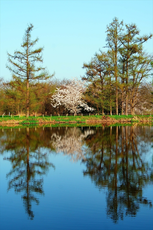 1073_浪岡湿生花園_青森