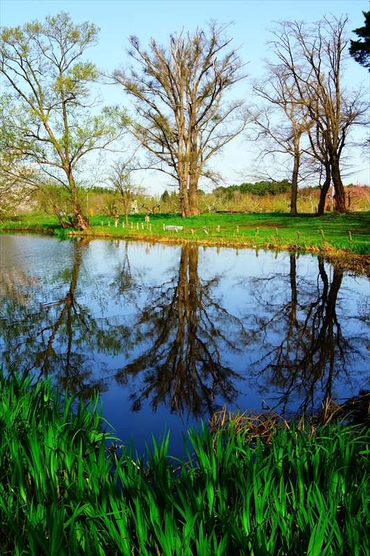 1074_浪岡湿生花園_青森