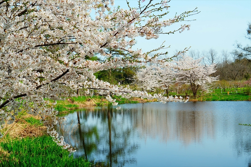 1076_浪岡湿生花園_青森