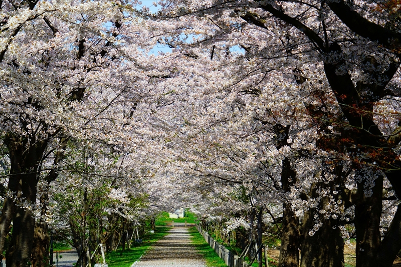 1077_浪岡湿生花園_青森