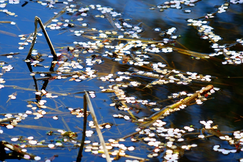 1078_浪岡湿生花園_青森