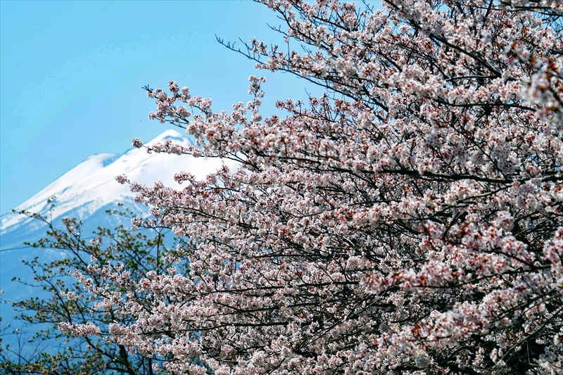 1079_浪岡湿生花園_青森