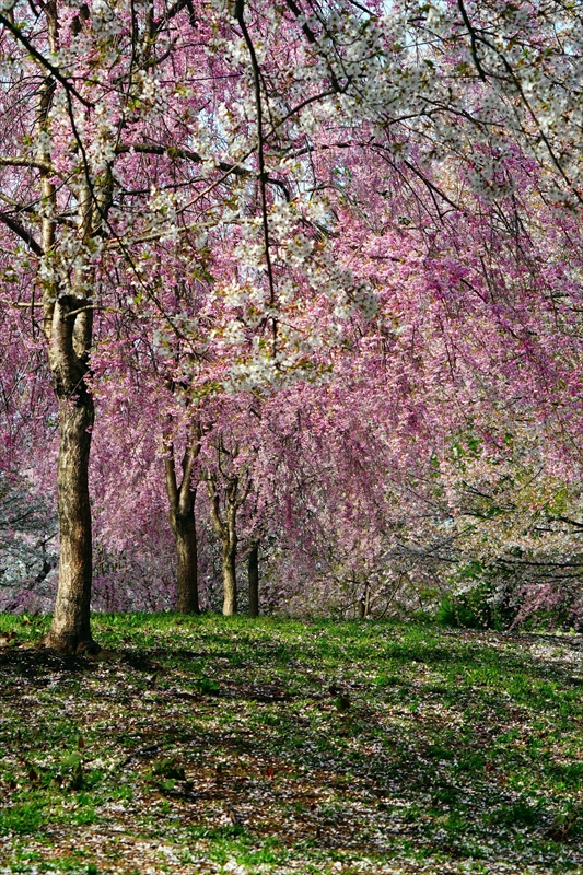 1335_芦野公園_青森