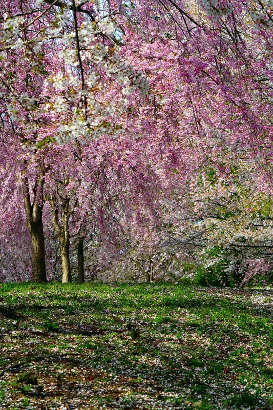 1336_芦野公園_青森